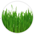 Wheat grass