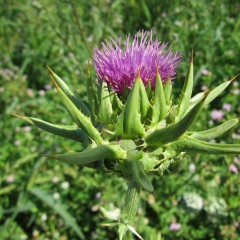 What Are The Top Health Benefits of Taking Milk Thistle