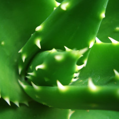Top 10 Aloe Vera Benefits