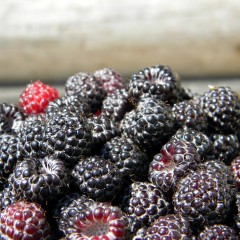 Why Should I Eat Black Raspberries?