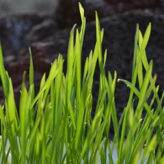 Top Health Benefits of WheatGrass