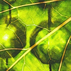Why Use Chlorophyllin Every Day