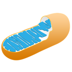 Oxidative Stress and Premature Aging